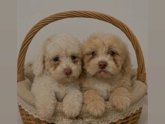 Maltipoo de plus