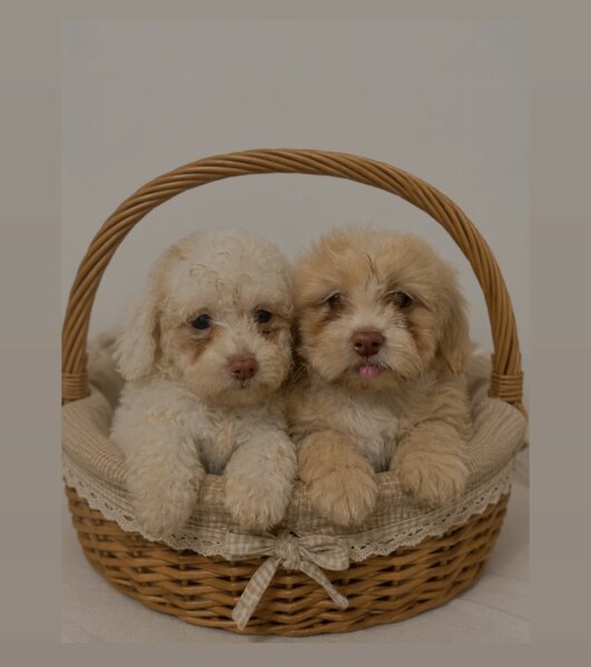 Maltipoo de plus