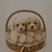 Maltipoo de plus